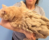 全身が毛の束に覆われていた13歳の老猫。大量の毛から解放されたのが嬉しくて、幸せ溢れる変化が (*´ｪ｀*)