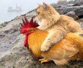 ニワトリを連れて不思議な世界を見に行った猫。ニワトリを抱き締めながら幻想的な景色を楽しむ様子にホッコリ (*´ω｀*)