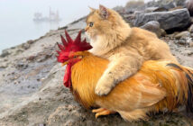 ニワトリと景色を楽しむ猫