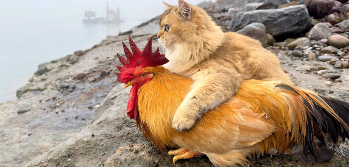 ニワトリと景色を楽しむ猫