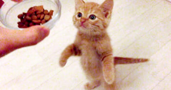 「これ僕のニャッ!守るニャッ!」ご飯を取られると勘違いした子猫が、可愛い行動に出た ( *´艸`)!