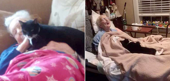 最期を迎えたおばあちゃんから、決して離れようとしない猫。懸命に元気づけようとする様子に胸が熱くなる