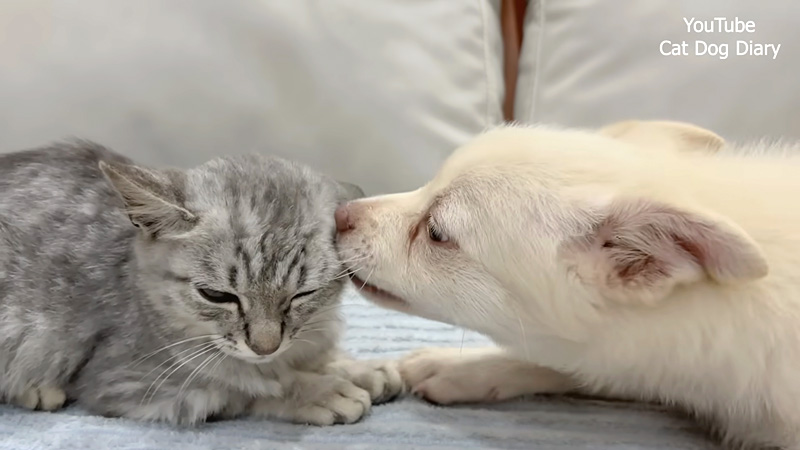 子猫にグイグイ行く子犬