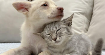 初対面でグイグイ来る子犬に戸惑いを隠しきれない子猫。でもある瞬間に警戒心が愛情に変わって可愛すぎることに♡ 子犬を受け入れた子猫