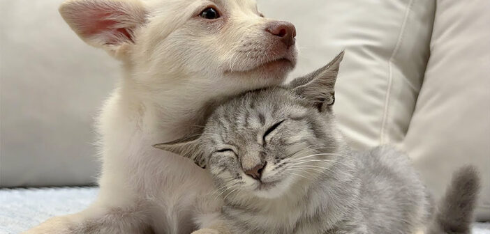 初対面でグイグイ来る子犬に戸惑いを隠しきれない子猫。でもある瞬間に警戒心が愛情に変わって可愛すぎることに♡