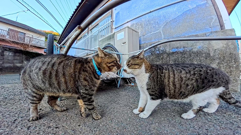 鉢合わせした猫達