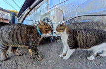 鉢合わせした猫達