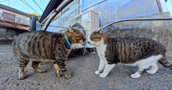 鉢合わせした猫達