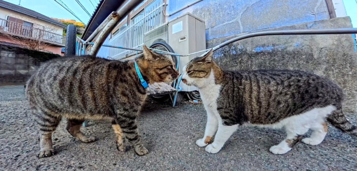 鉢合わせした猫達