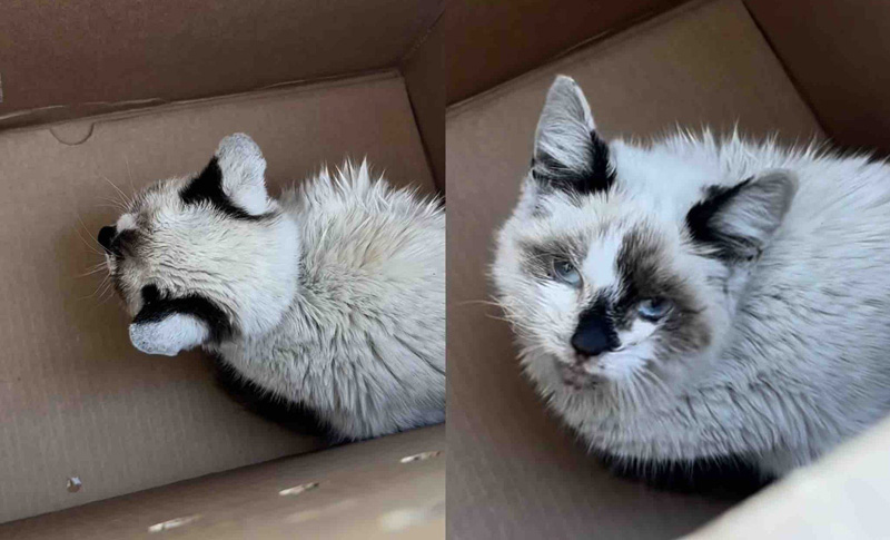 保護された子猫