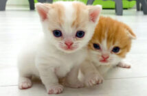 妹に走り方を教える子猫