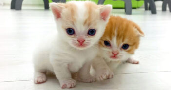 妹に走り方を教える子猫。その見事な走りっぷりが可愛すぎて、思わず胸がキュンとする ( *´艸`)♡ 妹に走り方を教える子猫