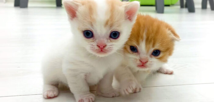 妹に走り方を教える子猫