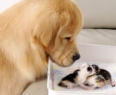 生まれたばかりの子猫達と初めて会ったレトリバー。一瞬で子猫達に夢中になって、とっても優しい姿を見せてくれた♡