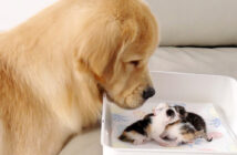 子猫達と初対面したゴールデンレトリバー