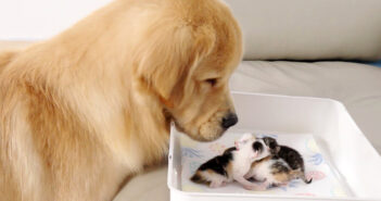 生まれたばかりの子猫達と初めて会ったレトリバー。一瞬で子猫達に夢中になって、とっても優しい姿を見せてくれた♡ 子猫達と初対面したゴールデンレトリバー