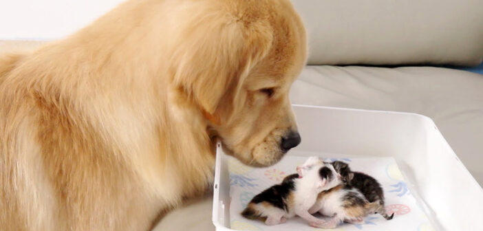 子猫達と初対面したゴールデンレトリバー