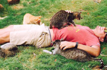 ハワイの保護施設