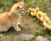 アヒルのヒナを連れて冒険に出かけた子猫。ヒナ達もとっても楽しかったようで、次々と可愛い姿を見せてくれた ( *´艸｀)♡