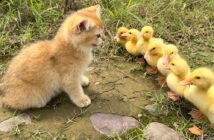 ヒナと向き合う子猫