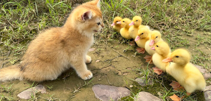 ヒナと向き合う子猫