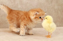 子猫とヒヨコ