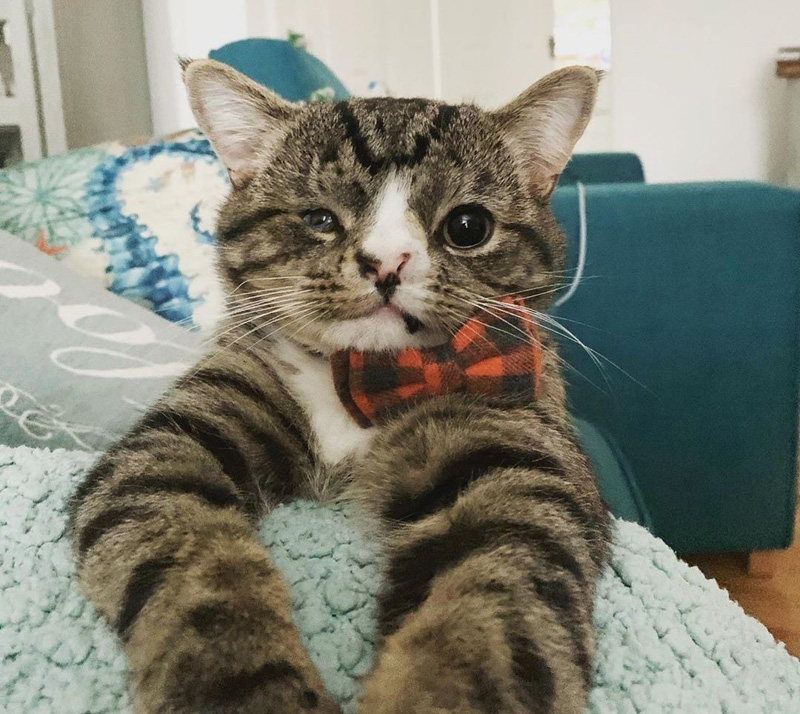 幸せそうな子猫