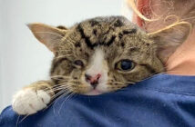 保護された子猫