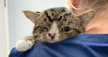 保護された子猫