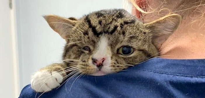 保護された子猫