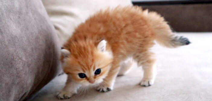 一生懸命に威嚇して、自分がどれだけ強い存在か示そうとする子猫。その凄まじい破壊力に、見る人全てがノックアウト♡