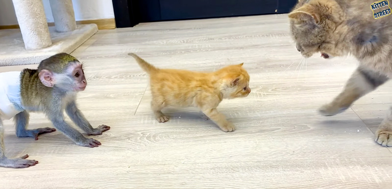 子猫を心配する子猿