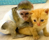 「シャー!」と威嚇する先住猫から保護子猫を必死に守ろうとする子猿。その一生懸命の姿に大きな愛情を感じる