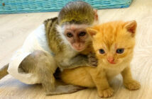 子猫を守る子猿