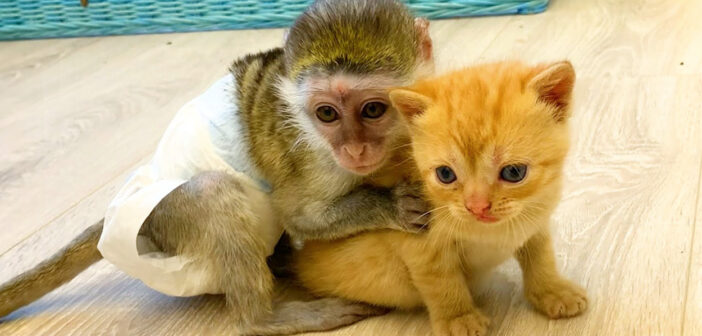 「シャー!」と威嚇する先住猫から保護子猫を必死に守ろうとする子猿。その一生懸命の姿に大きな愛情を感じる