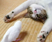 お昼寝したい猫に、遊びたいインコが猛アタック♪ 仲良くじゃれ合うふたりの姿が微笑ましくてホッとする (*´ｪ｀*)