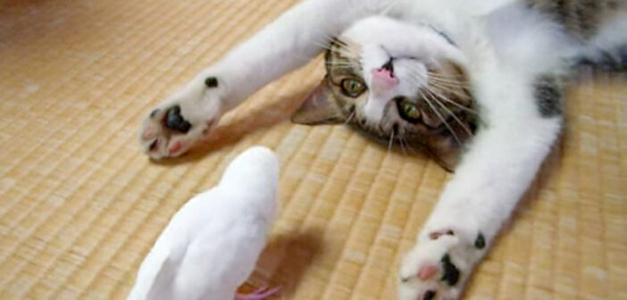 お昼寝したい猫に、遊びたいインコが猛アタック♪ 仲良くじゃれ合うふたりの姿が微笑ましくてホッとする (*´ェ`*)