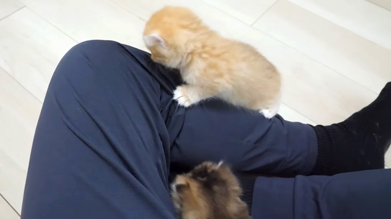 膝によじ登る子猫