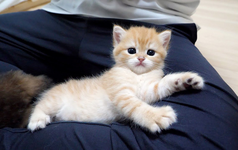 膝を自分のベッドだと思っている子猫