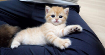 膝を自分のベッドだと思っている子猫