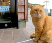 『ねこさん。立入禁止』と書かれた扉が開くのをジーッと待っていた猫。なかなか開かなくて完全に居座り始める！