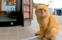 扉の前で待つ猫