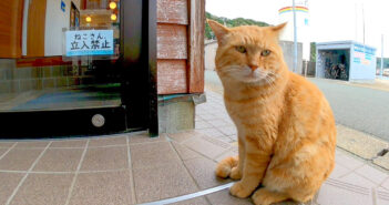 扉の前で待つ猫