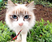 猫の集会に突如現れたとっても美人な猫さん♪ ちょっとツンデレな態度で、自由気ままに行動する姿にホッコリ (*´ｪ｀*)