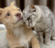 仲良くなった子犬と子猫