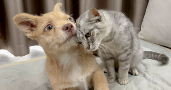 仲良くなった子犬と子猫