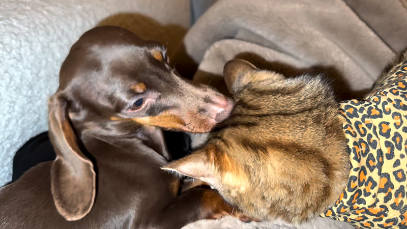 仲良くなった犬と猫