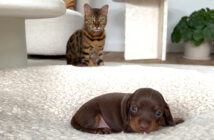 子犬が気になる猫