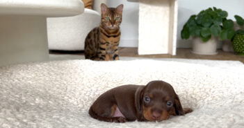 ミニチュアダックスフントの子犬と特別な絆を築いたベンガル猫。子犬の成長と共に絆が深まっていく様子に心が温まる♡ 子犬が気になる猫