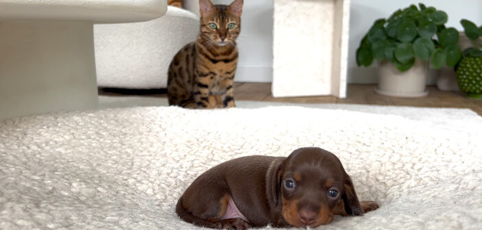 子犬が気になる猫